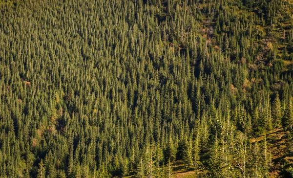 Piękne Góry Karpackie Położone Sezonie Jesiennym — Zdjęcie stockowe
