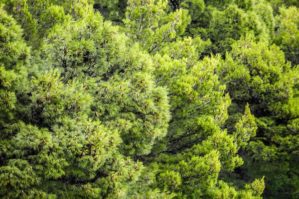 Plantas Verdes Que Crecen Aire Libre —  Fotos de Stock