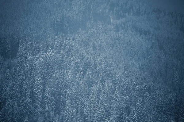 カルパティア山脈の雪に覆われた冬の森 — ストック写真