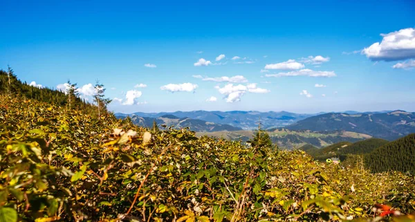 Belles Montagnes Des Carpates Automne — Photo