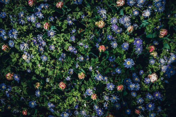 Lindas Flores Azuis Coloridas Florescem Jardim Primavera Papel Parede Decorativo — Fotografia de Stock
