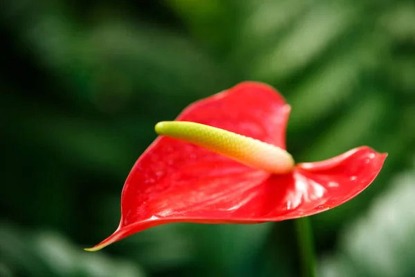 Exotic red and yellow Anthurium flower in close up.Rare Flamingo Flower grow in botanic garden on green background.Macro shot of bright Laceleaf or exotic tropical Tailflower