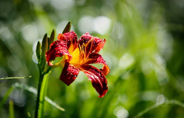 Fleur Rouge Dans Jardin Vert — Photo