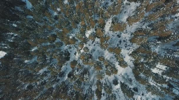 Drone Video Bukovel Carpathian Mountains — Stock Video
