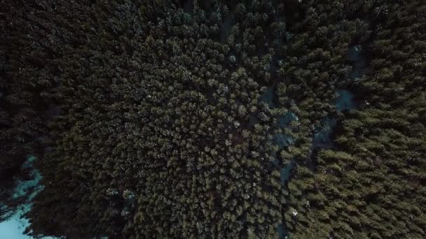 Overhead Aerial Drone Bilder Karpatiska Grön Skog Täckt Med Snö — Stockvideo