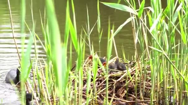 Pato Madre Alimentando Patitos Estanque Patos Negros Que Viven Naturaleza — Vídeos de Stock