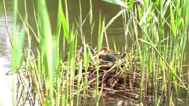 Mère Canard Nourrissant Les Petits Canetons Dans Étang Canards Noirs — Video