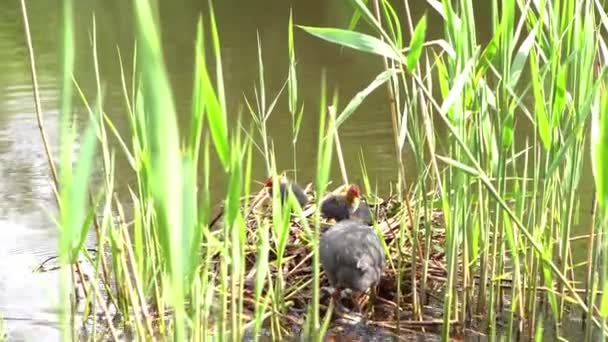 Pato Madre Alimentando Patitos Estanque Patos Negros Que Viven Naturaleza — Vídeo de stock