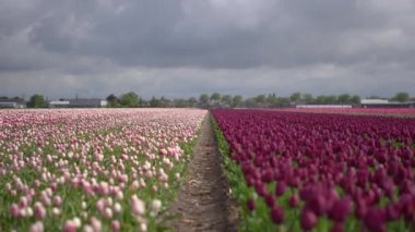 Yağmur dan önce dramatik bulutlu gökyüzü altında Hollanda'da güzel lale çiçek alan. Mor ve pembe laleler Keukenhof bahçe dışında çiftlikte büyür. Avrupa'da dekoratif bitkilerin Awesome manzara video