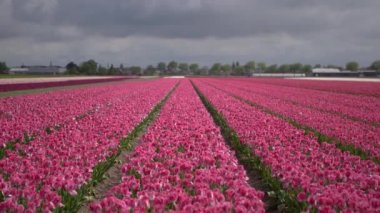 Yağmur dan önce dramatik bulutlu gökyüzü altında Hollanda'da güzel lale çiçek alan. Mor ve pembe laleler Keukenhof bahçe dışında çiftlikte büyür. Avrupa'da dekoratif bitkilerin Awesome manzara video