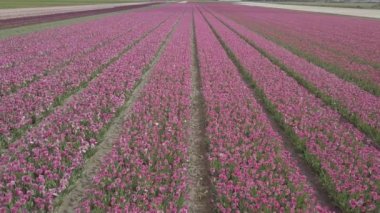 Keukenhof,Hollanda-28 Nisan,2019: Kuzey Hollanda'da açan güzel lale çiçeklerinin aeiral drone görüntüleri.Uçan video kamera Hollanda Krallığı'nda yukarıdan çiçek tarlası açan sürgünler