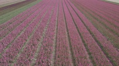 Keukenhof,Hollanda-28 Nisan,2019: Kuzey Hollanda'da açan güzel lale çiçeklerinin aeiral drone görüntüleri.Uçan video kamera Hollanda Krallığı'nda yukarıdan çiçek tarlası açan sürgünler