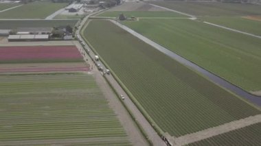Keukenhof,Hollanda-28 Nisan,2019: Kuzey Hollanda'da açan güzel lale çiçeklerinin aeiral drone görüntüleri.Uçan video kamera Hollanda Krallığı'nda yukarıdan çiçek tarlası açan sürgünler