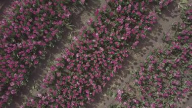 Keukenhof,Hollanda-28 Nisan,2019: Kuzey Hollanda'da açan güzel lale çiçeklerinin aeiral drone görüntüleri.Uçan video kamera Hollanda Krallığı'nda yukarıdan çiçek tarlası açan sürgünler