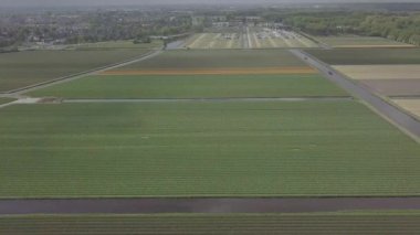 Keukenhof,Hollanda-28 Nisan,2019: Kuzey Hollanda'da açan güzel lale çiçeklerinin aeiral drone görüntüleri.Uçan video kamera Hollanda Krallığı'nda yukarıdan çiçek tarlası açan sürgünler