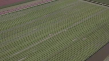 Keukenhof,Hollanda-28 Nisan,2019: Kuzey Hollanda'da açan güzel lale çiçeklerinin aeiral drone görüntüleri.Uçan video kamera Hollanda Krallığı'nda yukarıdan çiçek tarlası açan sürgünler
