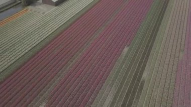 Keukenhof,Hollanda-28 Nisan,2019: Kuzey Hollanda'da açan güzel lale çiçeklerinin aeiral drone görüntüleri.Uçan video kamera Hollanda Krallığı'nda yukarıdan çiçek tarlası açan sürgünler