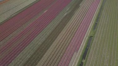 Keukenhof,Hollanda-28 Nisan,2019: Kuzey Hollanda'da açan güzel lale çiçeklerinin aeiral drone görüntüleri.Uçan video kamera Hollanda Krallığı'nda yukarıdan çiçek tarlası açan sürgünler
