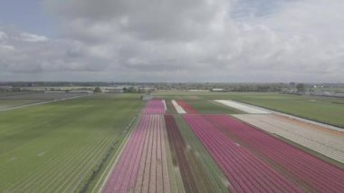Keukenhof,Hollanda-28 Nisan,2019: Kuzey Hollanda'da açan güzel lale çiçeklerinin aeiral drone görüntüleri.Uçan video kamera Hollanda Krallığı'nda yukarıdan çiçek tarlası açan sürgünler