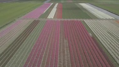 Keukenhof,Hollanda-28 Nisan,2019: Kuzey Hollanda'da açan güzel lale çiçeklerinin aeiral drone görüntüleri.Uçan video kamera Hollanda Krallığı'nda yukarıdan çiçek tarlası açan sürgünler