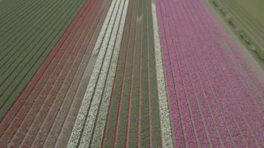 Keukenhof,Hollanda-28 Nisan,2019: Kuzey Hollanda'da açan güzel lale çiçeklerinin aeiral drone görüntüleri.Uçan video kamera Hollanda Krallığı'nda yukarıdan çiçek tarlası açan sürgünler