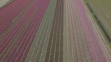 Keukenhof,Hollanda-28 Nisan,2019: Kuzey Hollanda'da açan güzel lale çiçeklerinin aeiral drone görüntüleri.Uçan video kamera Hollanda Krallığı'nda yukarıdan çiçek tarlası açan sürgünler