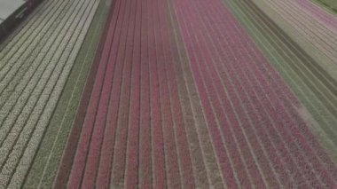 Keukenhof,Hollanda-28 Nisan,2019: Kuzey Hollanda'da açan güzel lale çiçeklerinin aeiral drone görüntüleri.Uçan video kamera Hollanda Krallığı'nda yukarıdan çiçek tarlası açan sürgünler
