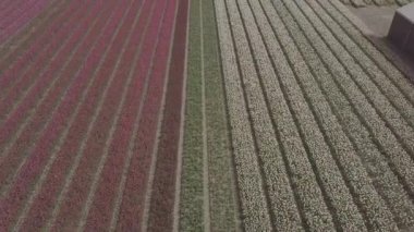 Keukenhof,Hollanda-28 Nisan,2019: Kuzey Hollanda'da açan güzel lale çiçeklerinin aeiral drone görüntüleri.Uçan video kamera Hollanda Krallığı'nda yukarıdan çiçek tarlası açan sürgünler