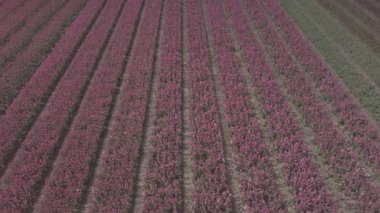 Keukenhof,Hollanda-28 Nisan,2019: Kuzey Hollanda'da açan güzel lale çiçeklerinin aeiral drone görüntüleri.Uçan video kamera Hollanda Krallığı'nda yukarıdan çiçek tarlası açan sürgünler