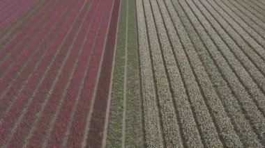 Keukenhof,Hollanda-28 Nisan,2019: Kuzey Hollanda'da açan güzel lale çiçeklerinin aeiral drone görüntüleri.Uçan video kamera Hollanda Krallığı'nda yukarıdan çiçek tarlası açan sürgünler