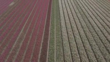 Keukenhof,Hollanda-28 Nisan,2019: Kuzey Hollanda'da açan güzel lale çiçeklerinin aeiral drone görüntüleri.Uçan video kamera Hollanda Krallığı'nda yukarıdan çiçek tarlası açan sürgünler