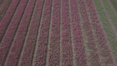 Keukenhof,Hollanda-28 Nisan,2019: Kuzey Hollanda'da açan güzel lale çiçeklerinin aeiral drone görüntüleri.Uçan video kamera Hollanda Krallığı'nda yukarıdan çiçek tarlası açan sürgünler