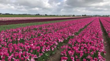 Hollanda'da dramatik bulutlu gökyüzü altında kırsal alanda büyüyen güzel pembe lale çiçekleri.Amsterdam.Dekoratif bitkiler yakınlarındaki Keukenhof bahçe dışında Egzotik çiçek çiftliği Kuzey Hollanda alanlarında