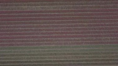 Keukenhof,Hollanda-28 Nisan,2019: Kuzey Hollanda'da açan güzel lale çiçeklerinin aeiral drone görüntüleri.Uçan video kamera Hollanda Krallığı'nda yukarıdan çiçek tarlası açan sürgünler 