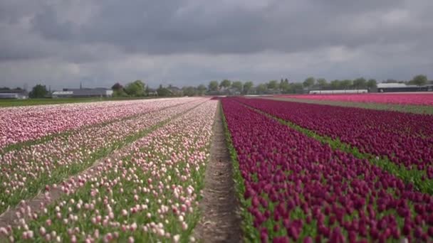 雨の前に劇的な曇りの空の下でオランダの美しいチューリップの花畑 紫とピンクのチューリップは キューケンホフ庭園の外の農場で育ちます ヨーロッパの装飾植物の素晴らしい風景ビデオ — ストック動画