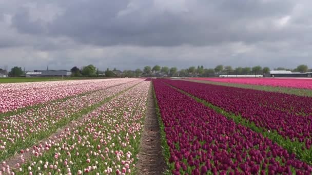 Beautiful Tulip Flower Field Netherlands Dramatic Cloudy Sky Rain Purple — Stock Video