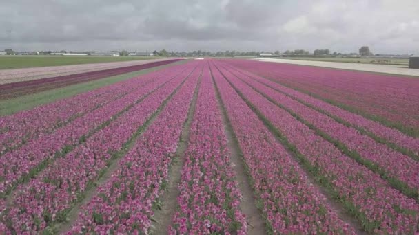 Keukenhof Netherlands April 2019 Aeiral Drohnenaufnahmen Schöner Tulpenblumen Die Northern — Stockvideo