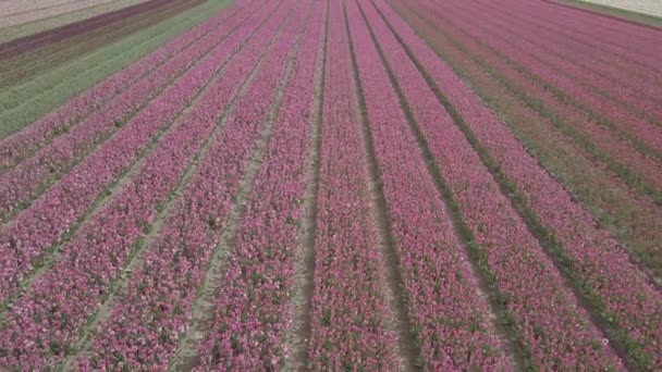 Keukenhof オランダ 2019年4月28日 オランダ北部に咲く美しいチューリップの花のアイラルドローン映像 オランダ王国の上空から花畑を撮影 — ストック動画