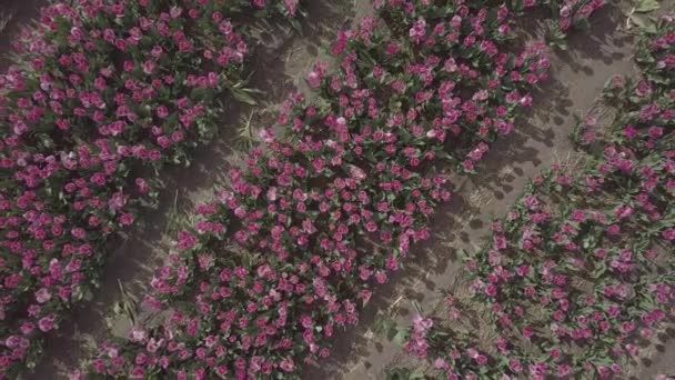 荷兰库肯霍夫 2019年4月28日 荷兰北部盛开美丽郁金香花的Aeiral无人机镜头 飞行摄像机拍摄荷兰王国上空盛开的花场 — 图库视频影像