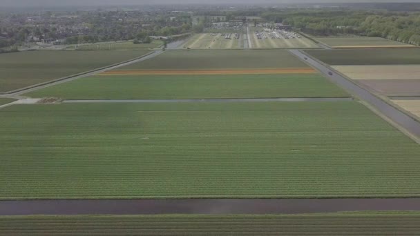 Keukenhof Netherlands April 2019 Aeiral Drone Footage Beautiful Tulip Flowers — Stock Video