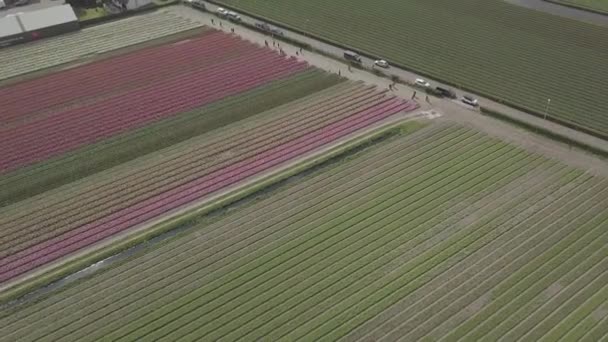 Keukenhof オランダ 2019年4月28日 オランダ北部に咲く美しいチューリップの花のアイラルドローン映像 オランダ王国の上空から花畑を撮影 — ストック動画