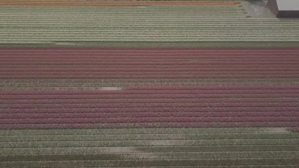 Keukenhof Netherlands April 2019 Aeiral Drohnenaufnahmen Schöner Tulpenblumen Die Northern — Stockvideo