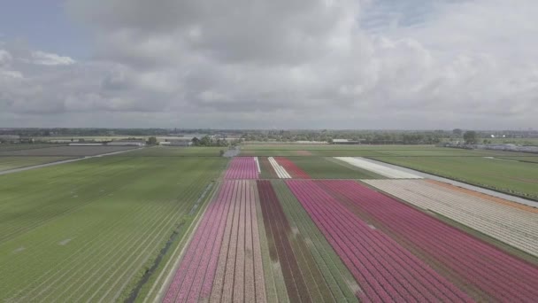 Keukenhof Netherlands April 2019 Aeiral Drohnenaufnahmen Schöner Tulpenblumen Die Northern — Stockvideo