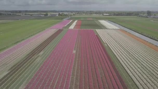 Keukenhof オランダ 2019年4月28日 オランダ北部に咲く美しいチューリップの花のアイラルドローン映像 オランダ王国の上空から花畑を撮影 — ストック動画