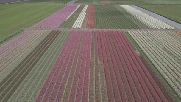 Keukenhof オランダ 2019年4月28日 オランダ北部に咲く美しいチューリップの花のアイラルドローン映像 オランダ王国の上空から花畑を撮影 — ストック動画