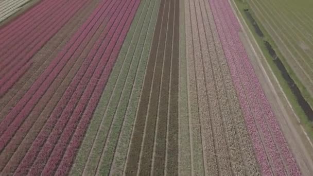 Keukenhof オランダ 2019年4月28日 オランダ北部に咲く美しいチューリップの花のアイラルドローン映像 オランダ王国の上空から花畑を撮影 — ストック動画