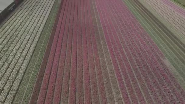 Keukenhof Nederländerna April 2019 Aeiral Drone Bilder Vackra Tulpan Blommor — Stockvideo