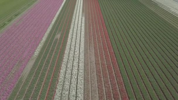 Keukenhof オランダ 2019年4月28日 オランダ北部に咲く美しいチューリップの花のアイラルドローン映像 オランダ王国の上空から花畑を撮影 — ストック動画