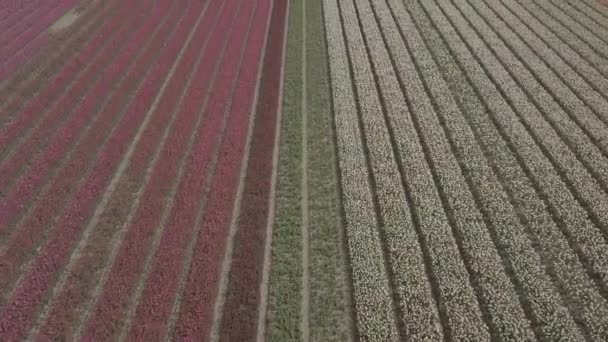 Keukenhof Países Bajos Abril 2019 Aeiral Drone Metraje Hermosas Flores — Vídeos de Stock