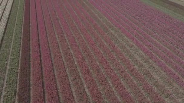 Keukenhof Hollandia Április 2019 Aeiral Drone Felvételeit Gyönyörű Tulipán Virág — Stock videók